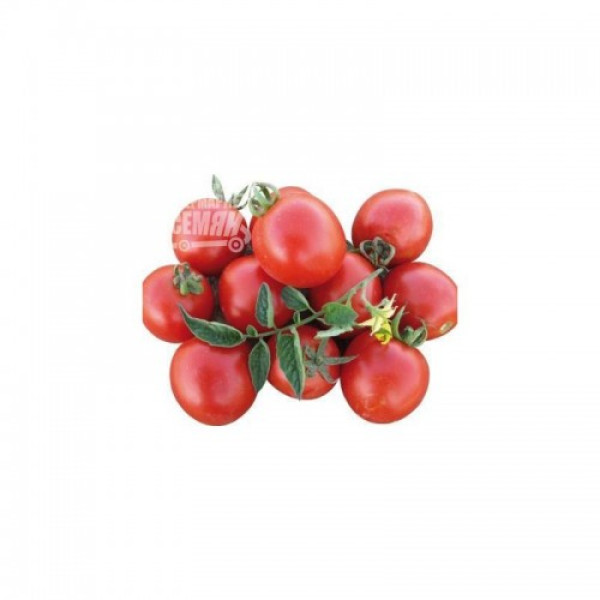 1015 F1 насіння помідора детермінантного (Heinz/Lark Seeds)
