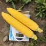 1980 F1 семена кукурузы суперсладкой Sh2 (Lark Seeds)
