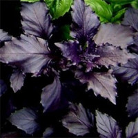 Арарат насіння базиліка (GL Seeds)