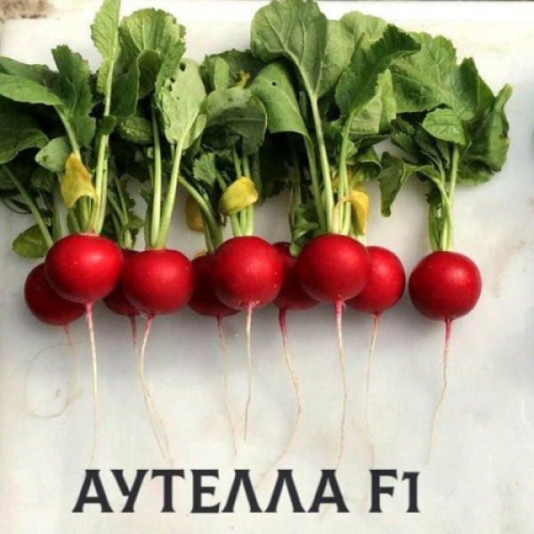 Аутелла F1 (3,4-3,6 мм) насіння редису 22-25 дн. (Hazera)