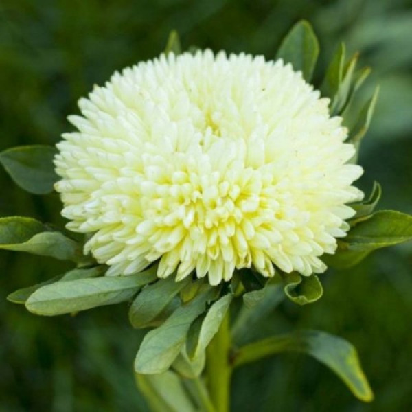 Балун жовтий (Yellow) насіння айстри (Satimex)