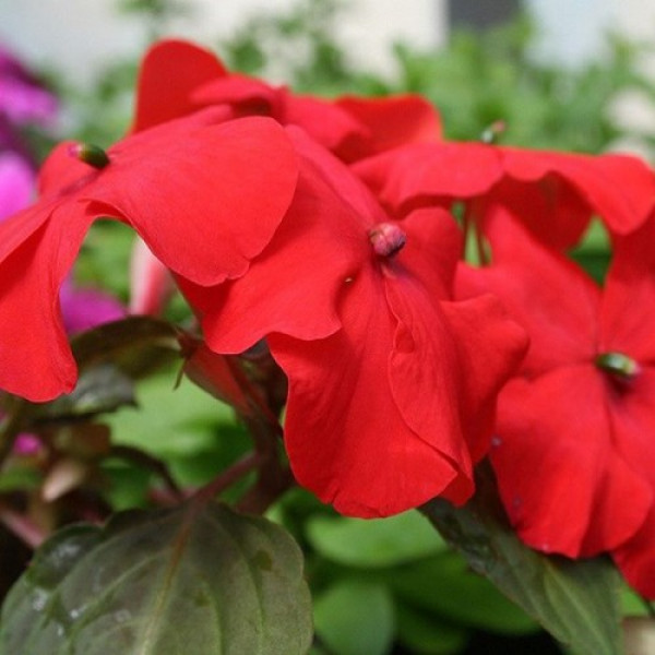 Баланс F1 червоний (red) насіння бальзаміну (Hem Genetics)