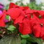 Баланс F1 червоний (red) насіння бальзаміну (Hem Genetics)