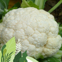 Фулмайн F1 (CRX 13949 F1 , Fulmine F1) насіння капусти цвітної (Cora Seeds)