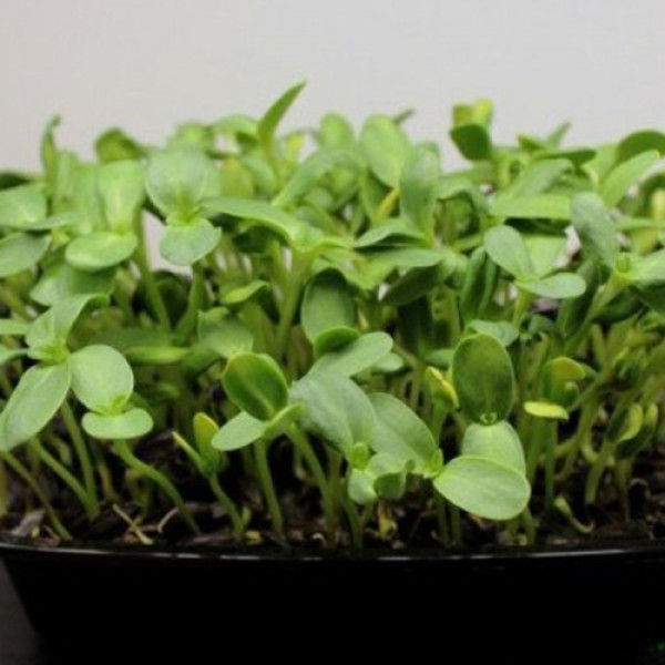 Детокс (7 врожаїв) набір насіння мікрозелені (Agrocity)