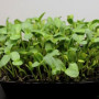 Детокс (7 врожаїв) набір насіння мікрозелені (Agrocity)
