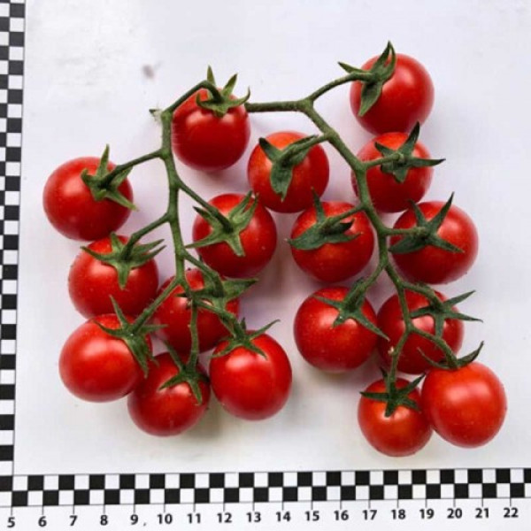 Дредд F1 насіння томата детерминантный (Lark Seeds)