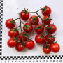 Дредд F1 насіння томата детерминантный (Lark Seeds)