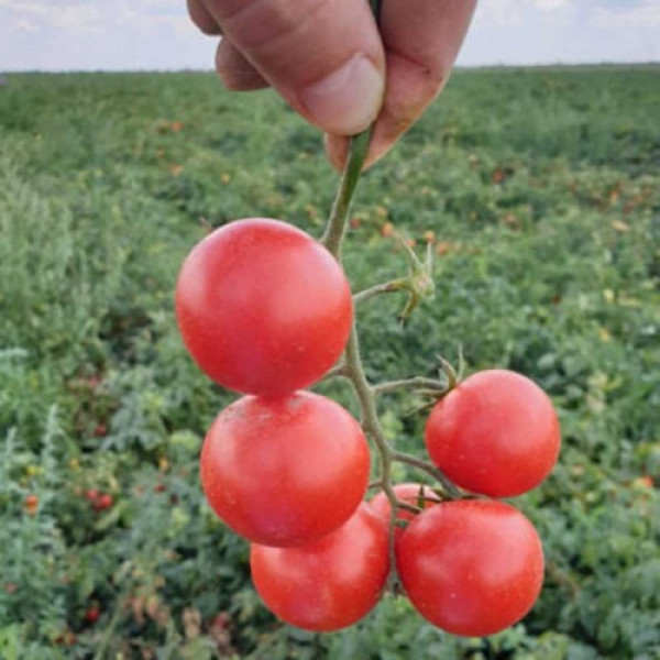 Дредд F1 насіння томата детерминантный (Lark Seeds)
