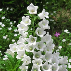 Дзвіночки середні білі (white) насіння (W.Legutko)