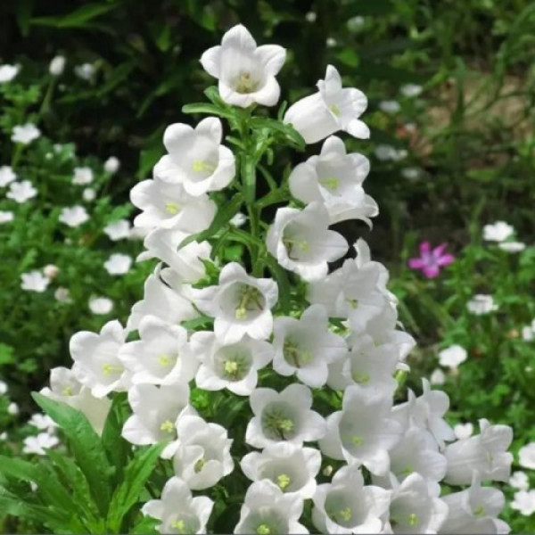 Дзвіночки середні білі (white) насіння (W.Legutko)