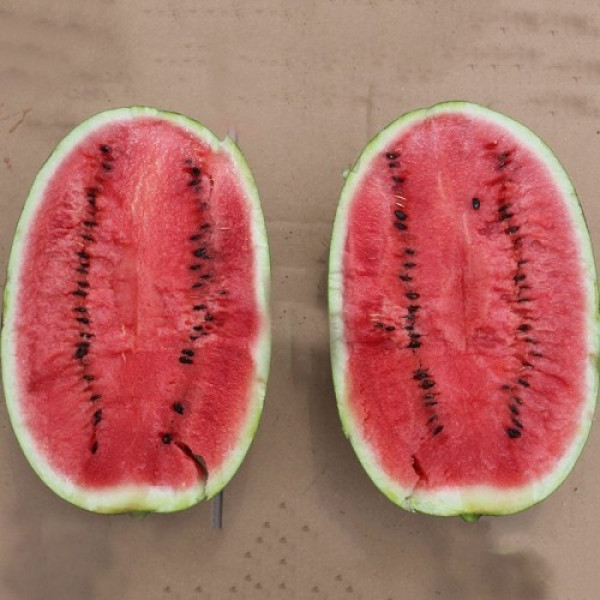 ES 75126 F1 семена арбуза среднего (Ergon seeds)