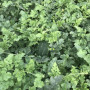 ES 75126 F1 семена арбуза среднего (Ergon seeds)