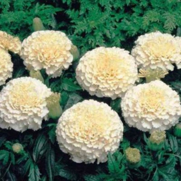 Ескімо насіння чорнобривців (GL Seeds)
