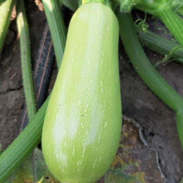 ЕС 38 F1 семена кабачка (LibraSeeds)