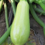 ЕС 38 F1 семена кабачка (LibraSeeds)