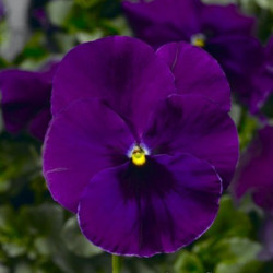 Фіно F1 фіолетова (Violet) насіння віоли (Syngenta)