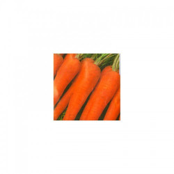 Флакко семена моркови (Hortus)