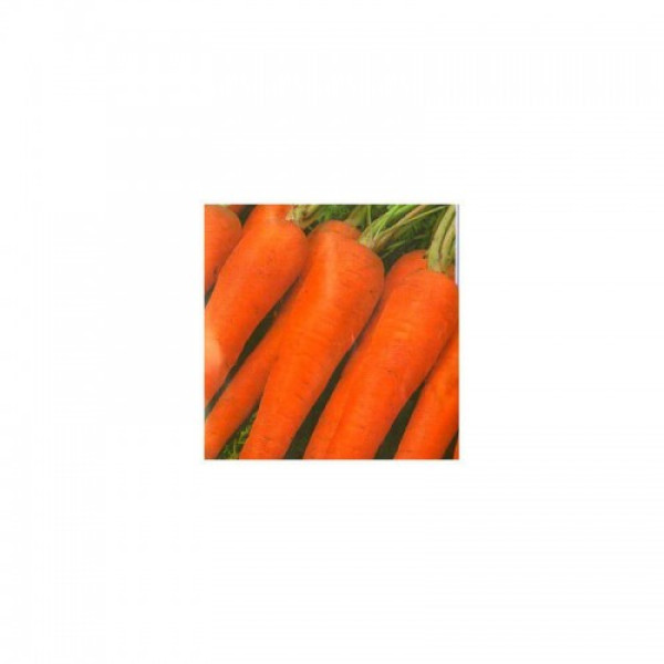 Флакко семена моркови (Hortus)
