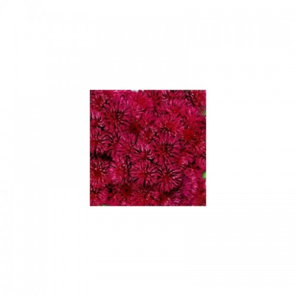 Голіаф червоний (red) насіння агератума (GL Seeds)
