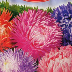 Гордість осені (Mix) насіння айстри (GL Seeds)