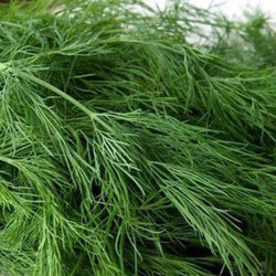 Грін Слівс Organic насіння кропу (Enza Zaden/Vitalis)