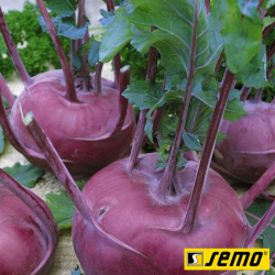 Бланкіт насіння капусти кольрабі (Semo)