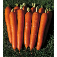 Длинные Красные семена моркови (Satimex)