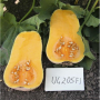 ЮГ 205 (UG 205) F1 насіння гарбуза (United Genetics)