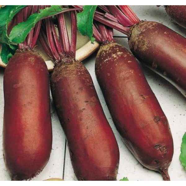 Опольские семена свеклы столовой (Satimex КЛ)