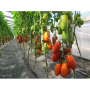 Поззано F1 Organic насіння помідора індетермінантного (Enza Zaden/Vitalis)