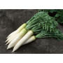 Титан дайкон семян редьки (Kitano Seeds)