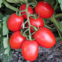 1015 F1 насіння помідора детермінантного (Heinz/Lark Seeds)