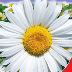 Камілла насіння нівяника (GL Seeds)