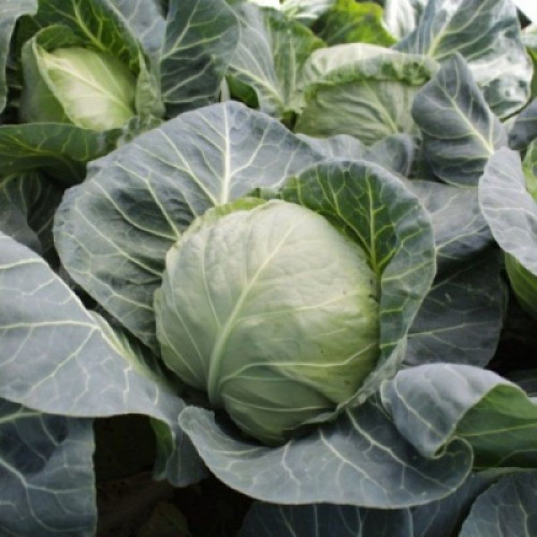 Канто F1 насіння капусти білоголової (Kitano Seeds)