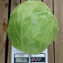 Канто F1 насіння капусти білоголової (Kitano Seeds)