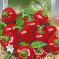Каперино семена горького перца тип Чилли среднего 100 дн. окр. красный. (Seedera)