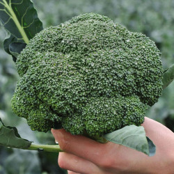 Кеззи F1 (Кези) семена капусты брокколи (Kitano Seeds)