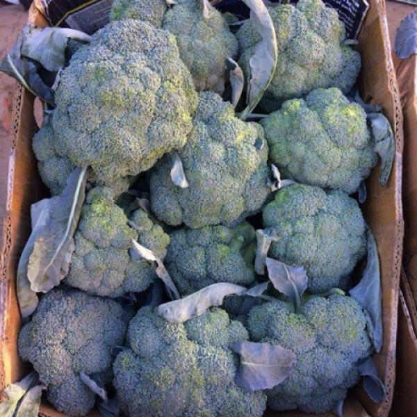 Кеззи F1 (Кези) семена капусты брокколи (Kitano Seeds)