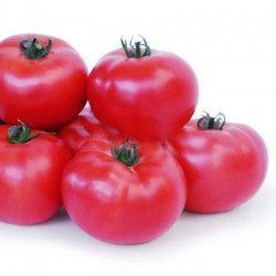 КС 307 F1 насіння помідора індетермінантного (Kitano Seeds)