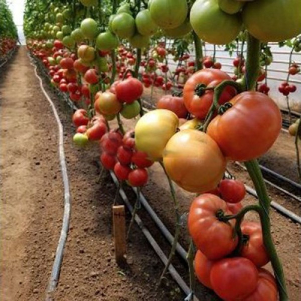 КС 307 F1 насіння помідора індетермінантного (Kitano Seeds)