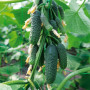 Ниборы F1 (КС 90 F1) семена огурца партенокарпического (Kitano Seeds)
