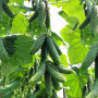 Ниборы F1 (КС 90 F1) семена огурца партенокарпического (Kitano Seeds)