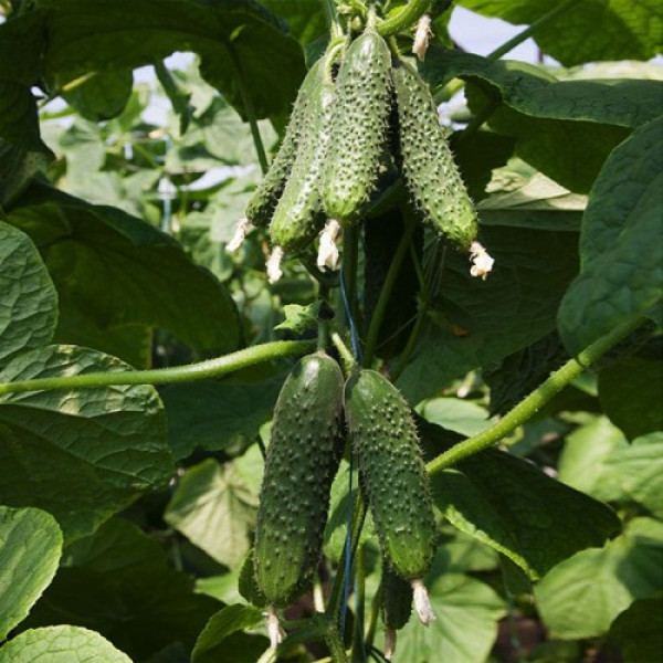 Ниборы F1 (КС 90 F1) семена огурца партенокарпического (Kitano Seeds)
