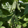 Ниборы F1 (КС 90 F1) семена огурца партенокарпического (Kitano Seeds)