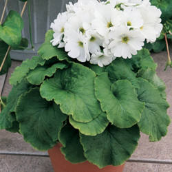 Лібре F1 біла (white) насіння примули (Syngenta)