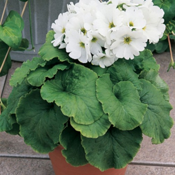 Лібре F1 біла (white) насіння примули (Syngenta)