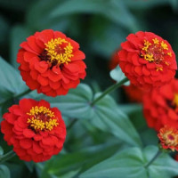 Ліліпут червона (red) насіння циннії (Floragran)