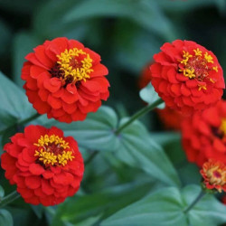 Ліліпут червона (red) насіння циннії (Floragran)