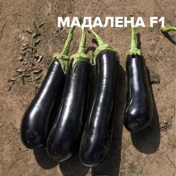 Мадалена F1 насіння баклажана середнього (Vilmorin)